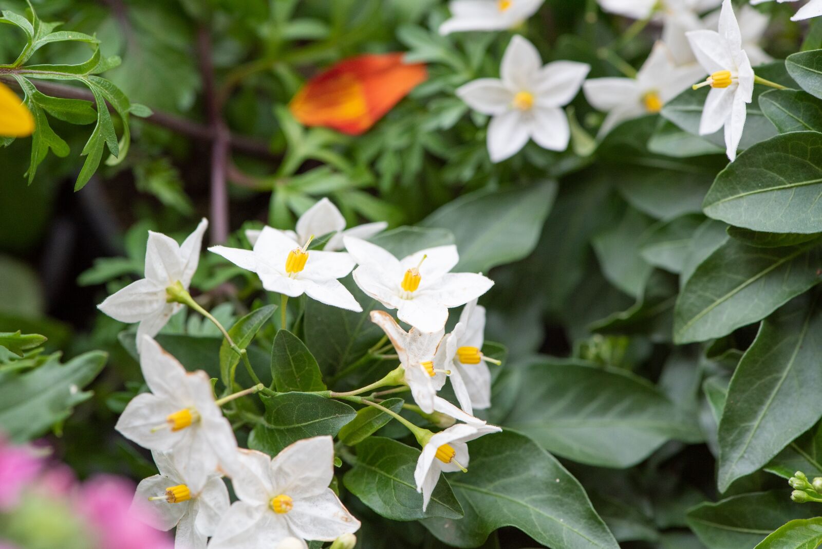 Nikon D750 sample photo. Flowers, white, bloom photography