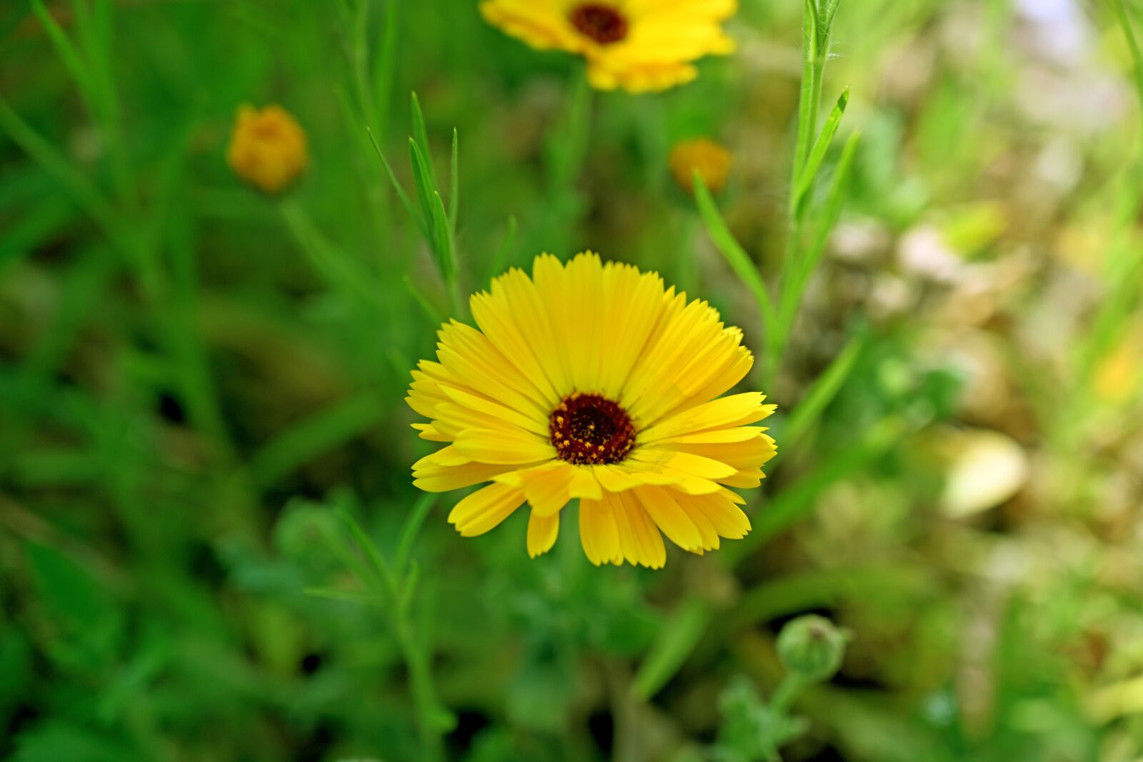 Nikon Z7 sample photo. Marigold, flower, yellow photography