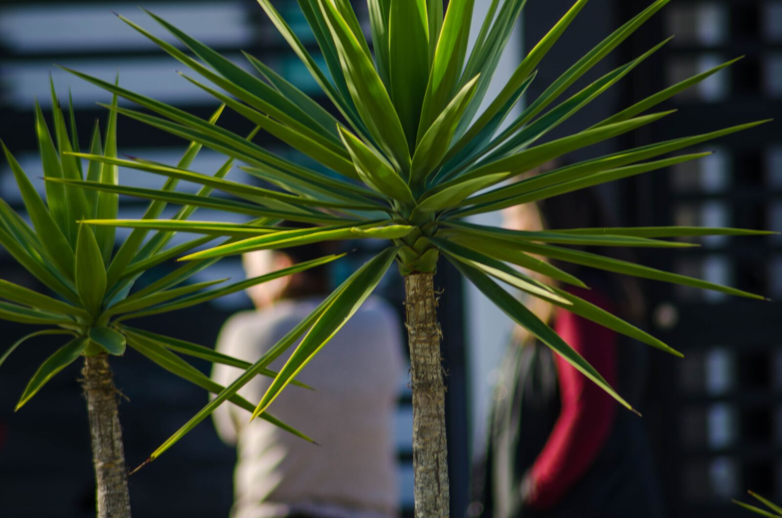 Nikon D7000 sample photo. Plants, palm, leaf photography