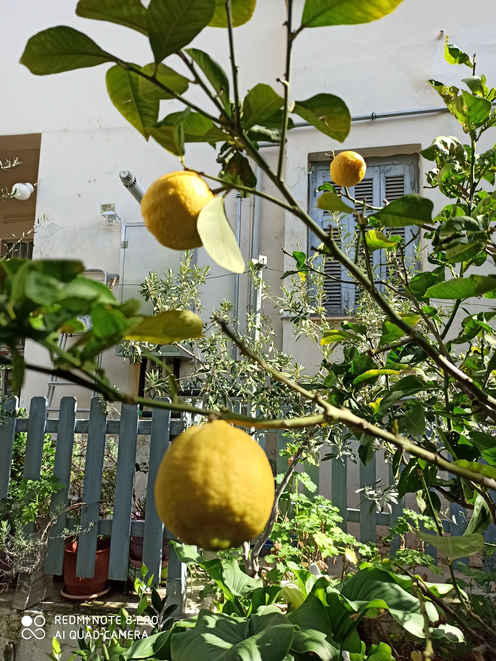 Xiaomi Redmi Note 8 Pro sample photo