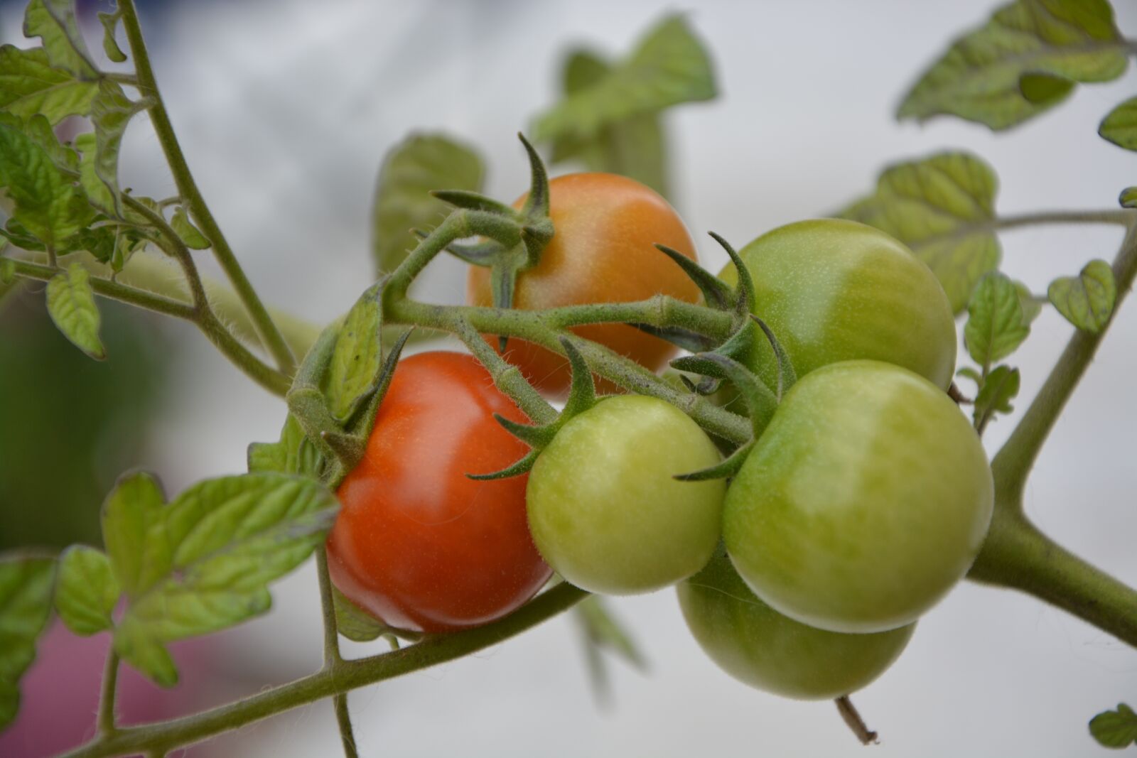 Nikon D5200 sample photo. Tomatoes, red, green photography