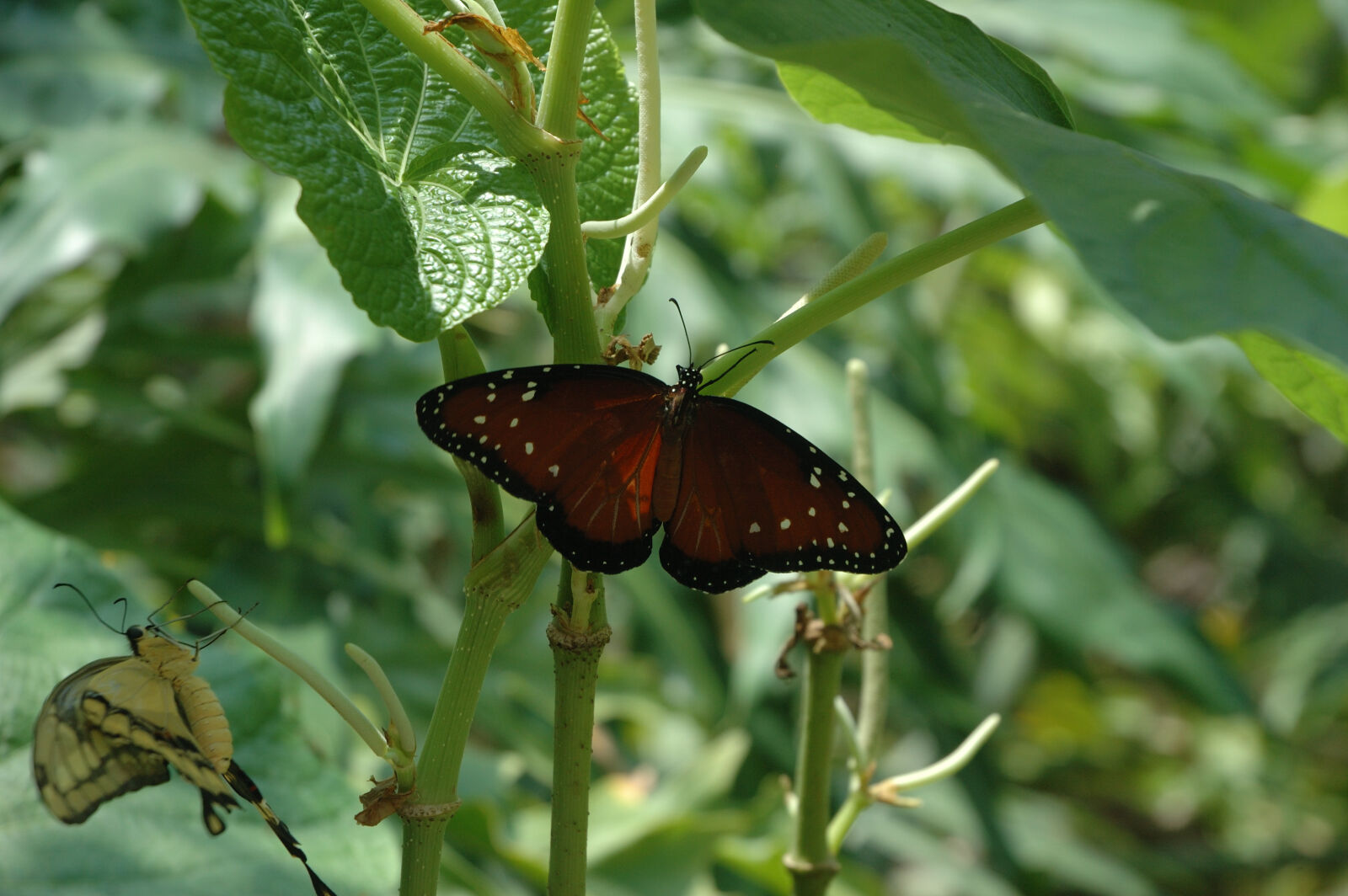 Nikon D70 sample photo. Butterfly, monarch, butterfly, orange photography
