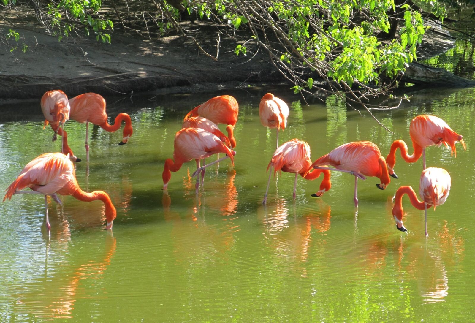 Canon PowerShot SX130 IS sample photo. Pink flamingos, birds, wild photography