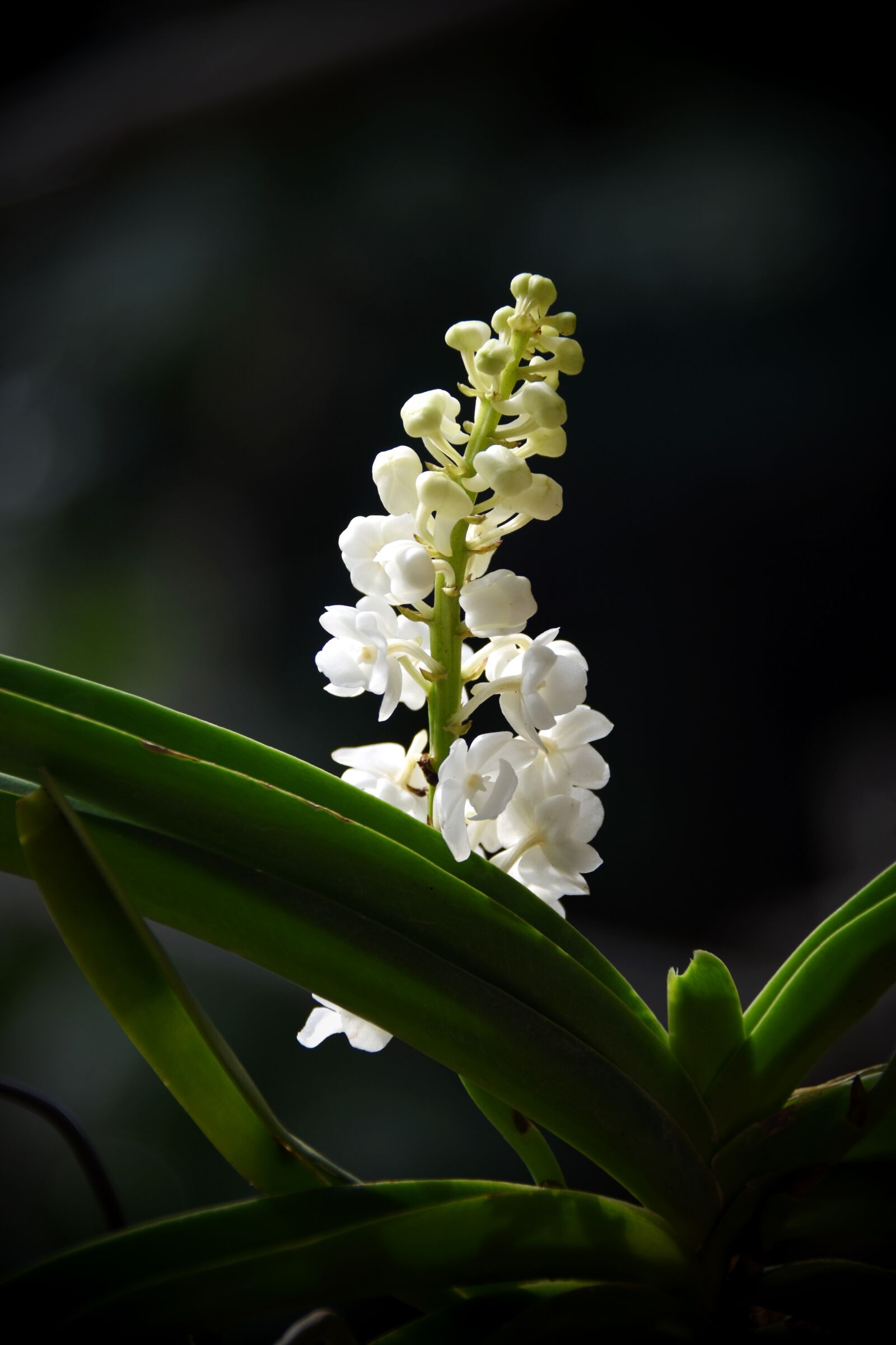 Nikon D7200 sample photo. Orchid, white, beautiful photography