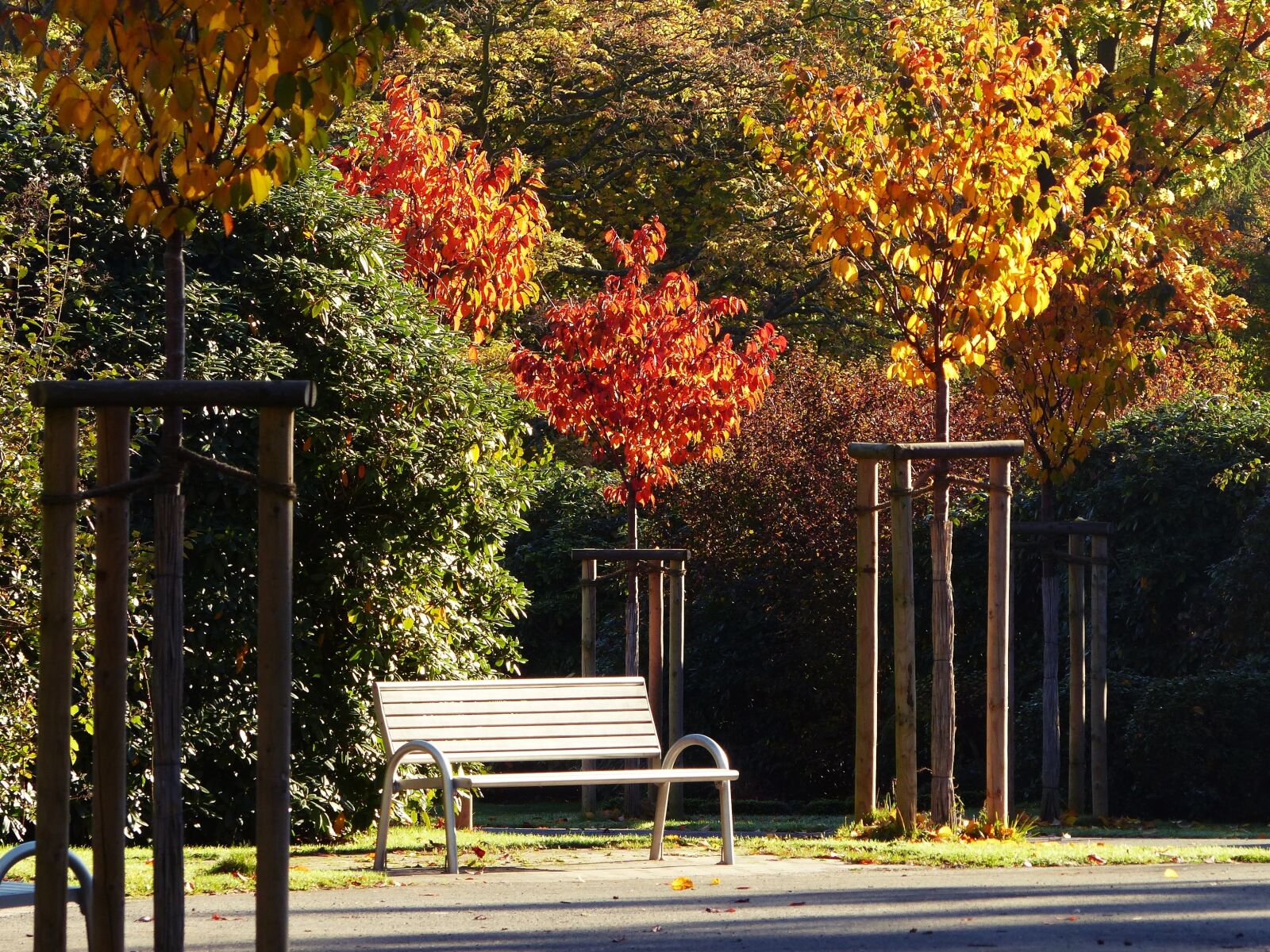 Panasonic Lumix DMC-FZ200 sample photo. Autumn, october, golden october photography