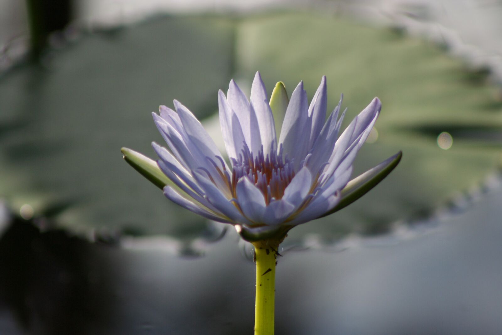 Canon EOS 350D (EOS Digital Rebel XT / EOS Kiss Digital N) sample photo. Flower, waterlily, aquatic photography