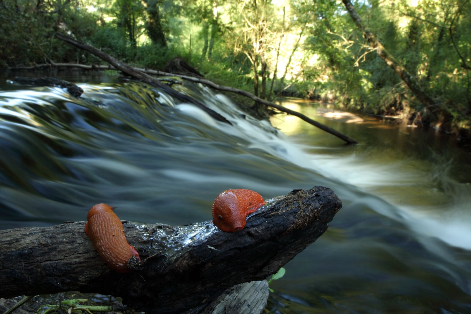 Canon EOS 5D Mark II sample photo. River, slug, orange photography