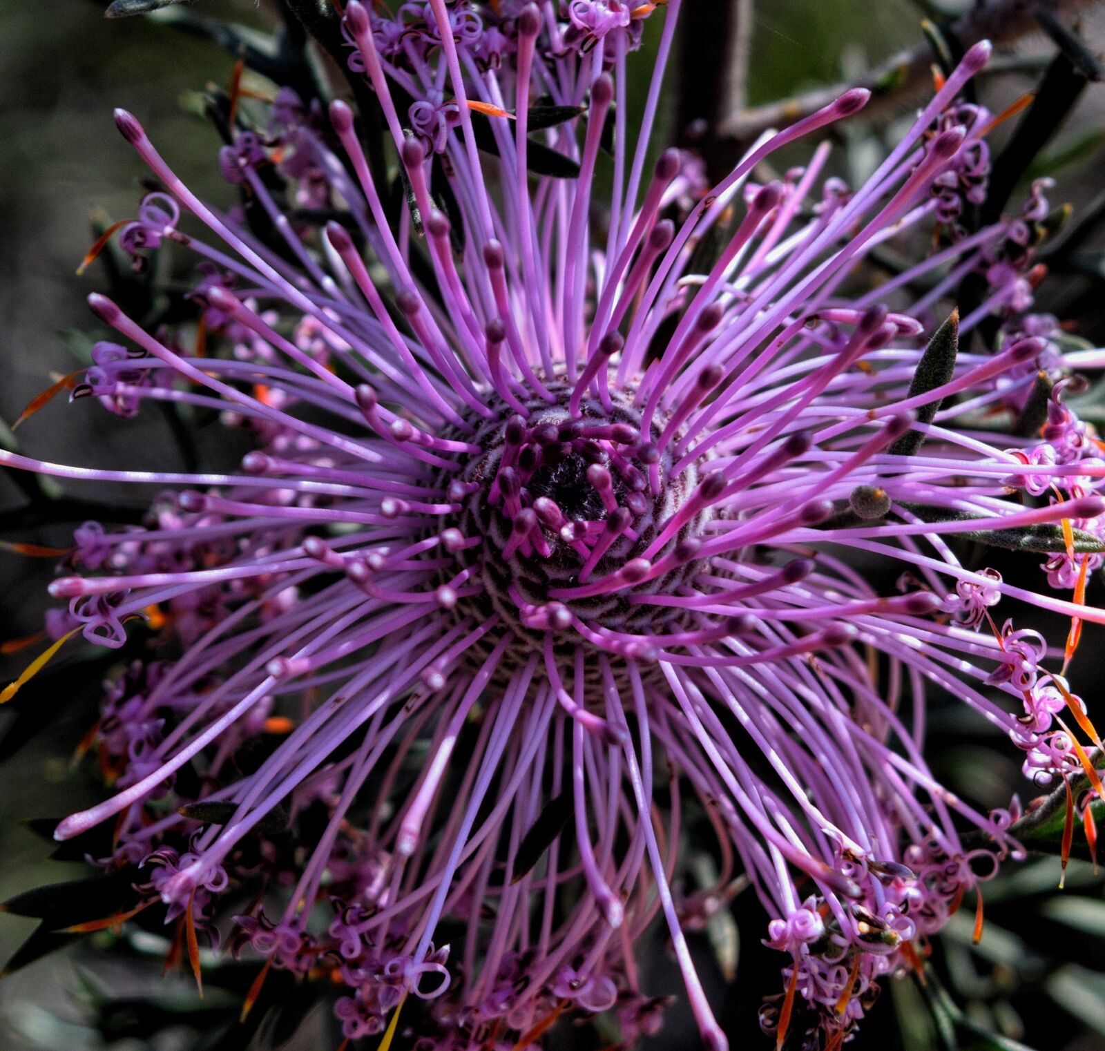 Nikon D3300 sample photo. Rose coneflower, purple, flower photography