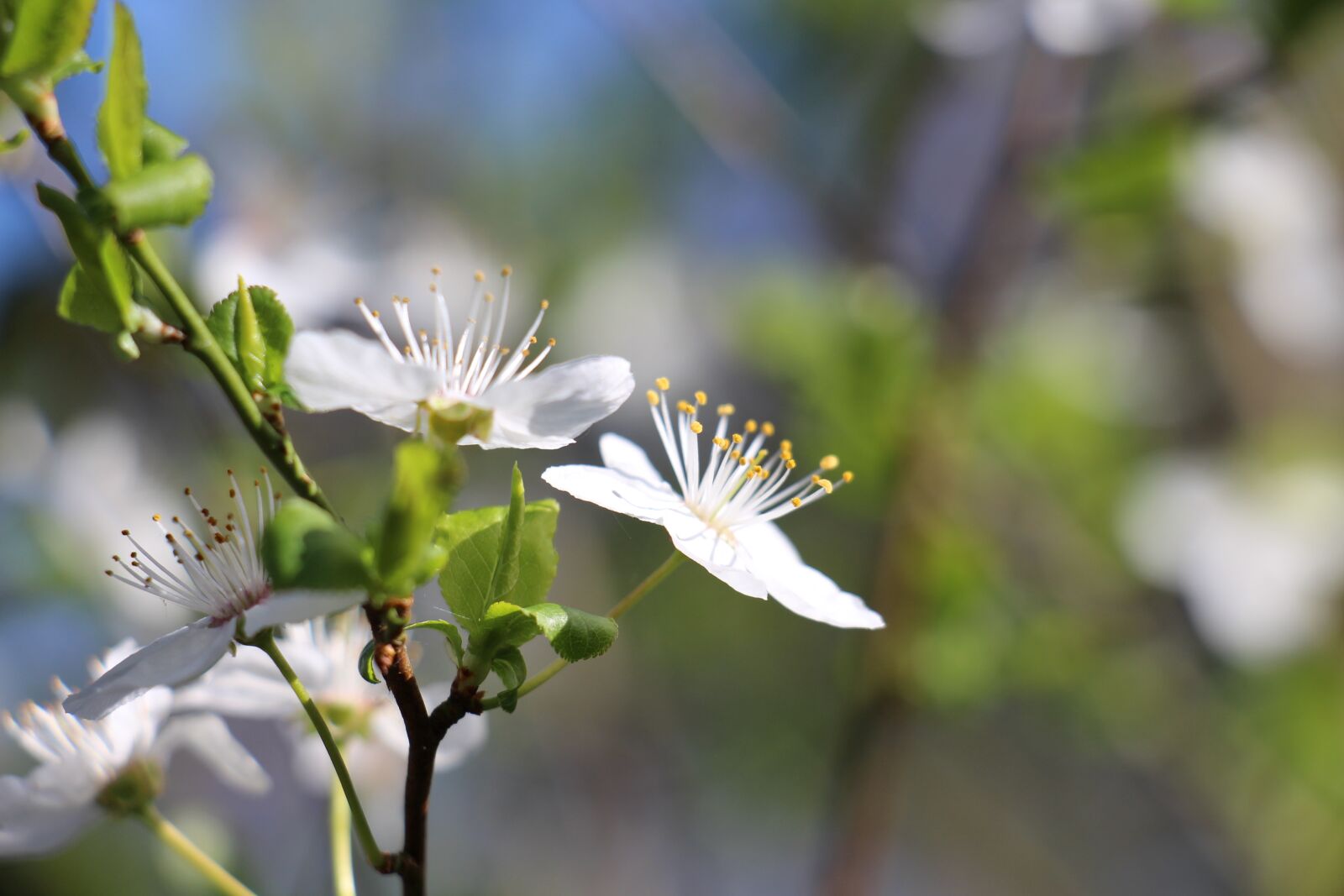 Canon EOS 700D (EOS Rebel T5i / EOS Kiss X7i) sample photo. Flowers, cherry, cherry blossoms photography