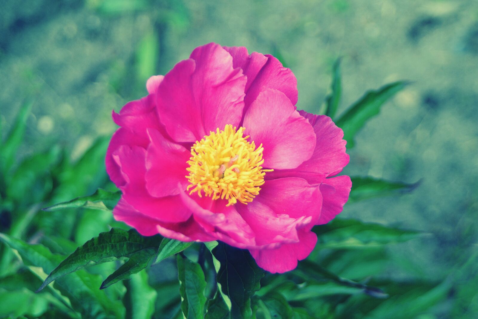 Nikon D3100 sample photo. Flower, plant, nature photography