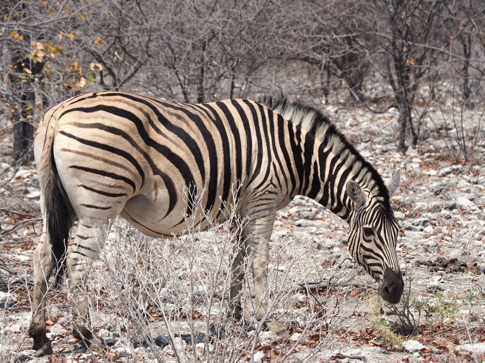 Olympus OM-D E-M10 sample photo. Namibia, zebra, etosha photography