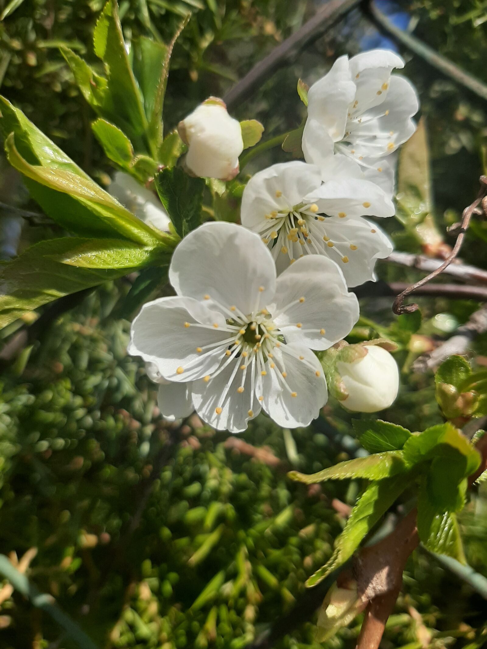 Samsung Galaxy A50 sample photo. Flower, plum, spring photography