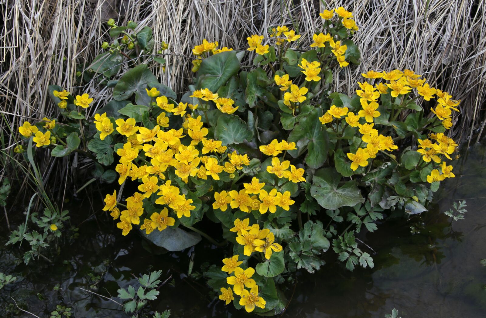 Canon EF 28-300mm F3.5-5.6L IS USM sample photo. Marsh marigold, luhtarentukka, calthapalustris photography