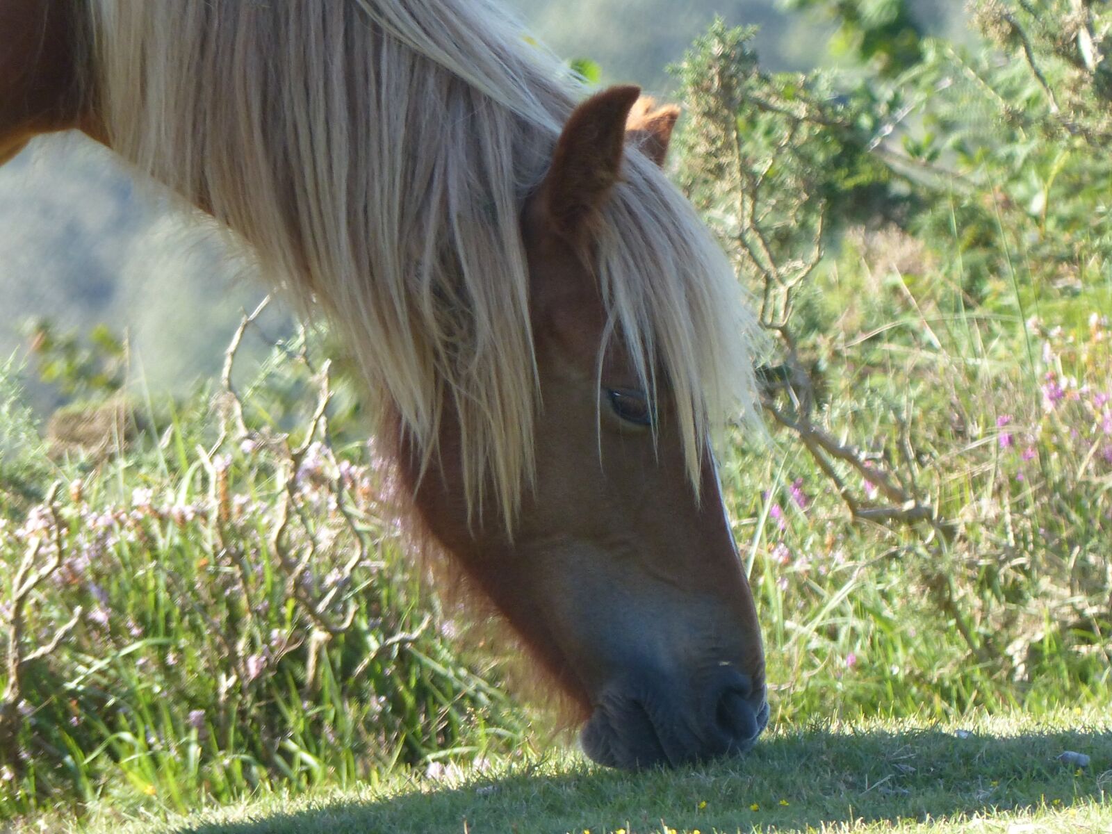 Panasonic Lumix DMC-FZ200 sample photo. Horse, head, horse head photography