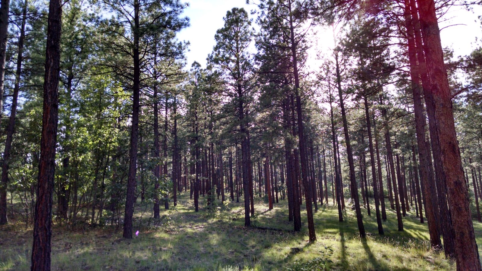 Motorola XT1080 sample photo. D, grass, green, trees photography