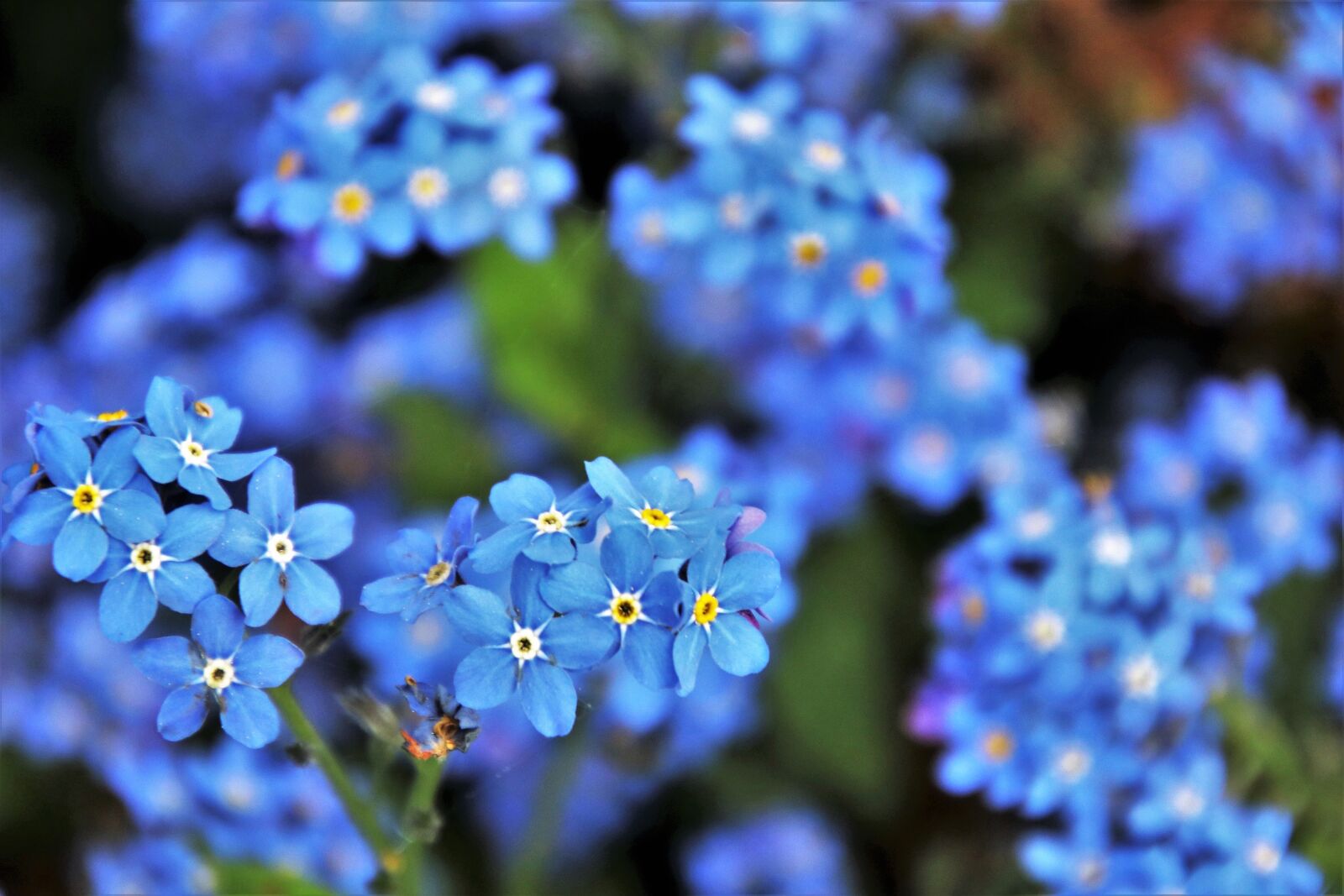 Canon EOS 80D sample photo. Blue, nots, flower photography