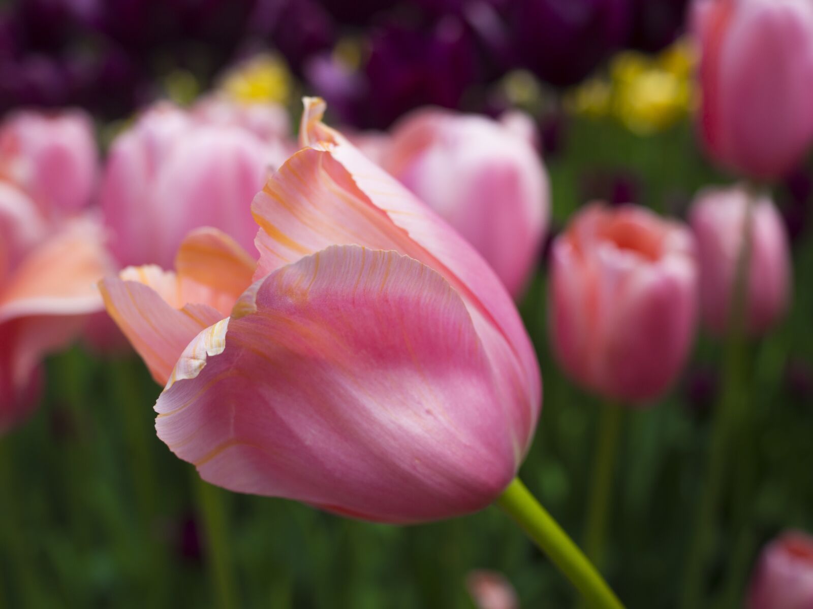 Olympus OM-D E-M10 II + Olympus M.Zuiko Digital 25mm F1.8 sample photo. Tulip, spring, nature photography