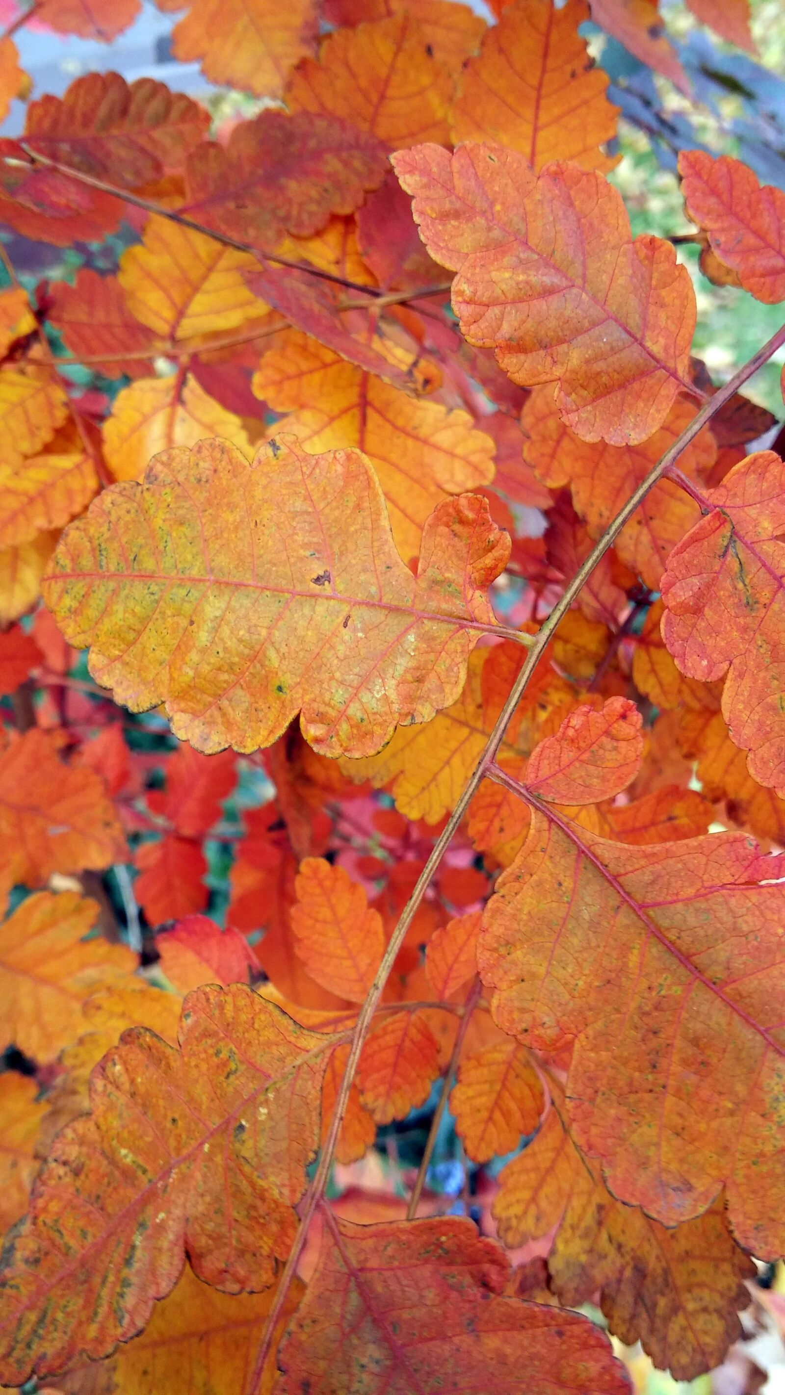 LG D855 sample photo. Leaf, fall, autumn photography