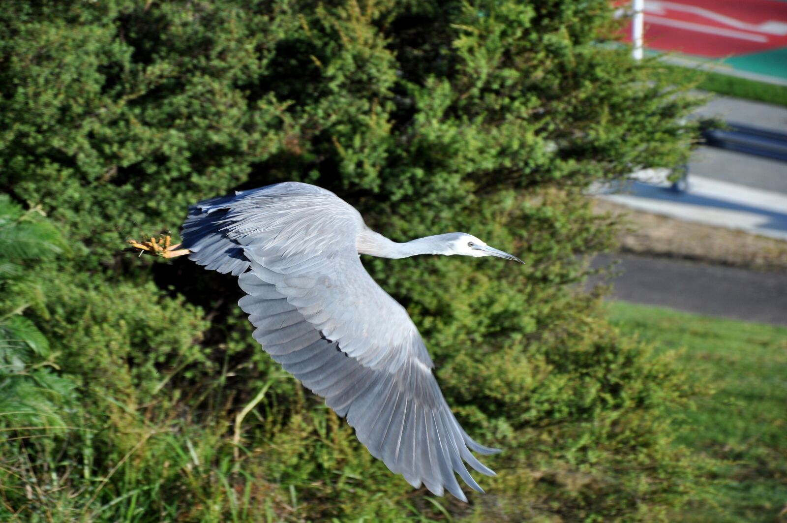 Nikon D90 sample photo. Heron, white faced, inflight photography
