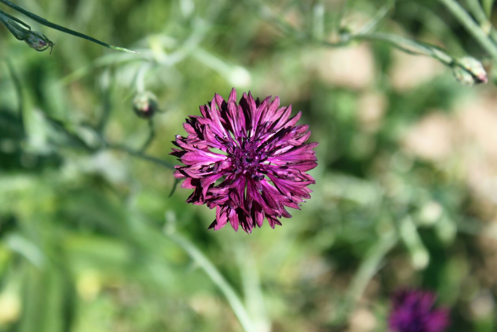 Canon EOS 500D (EOS Rebel T1i / EOS Kiss X3) sample photo. Field flower, meadow, wild photography
