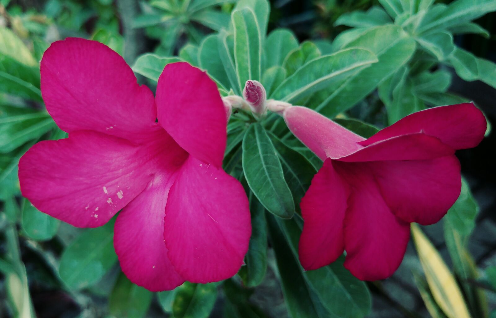 LG G5 sample photo. Adenium, red flower, garden photography