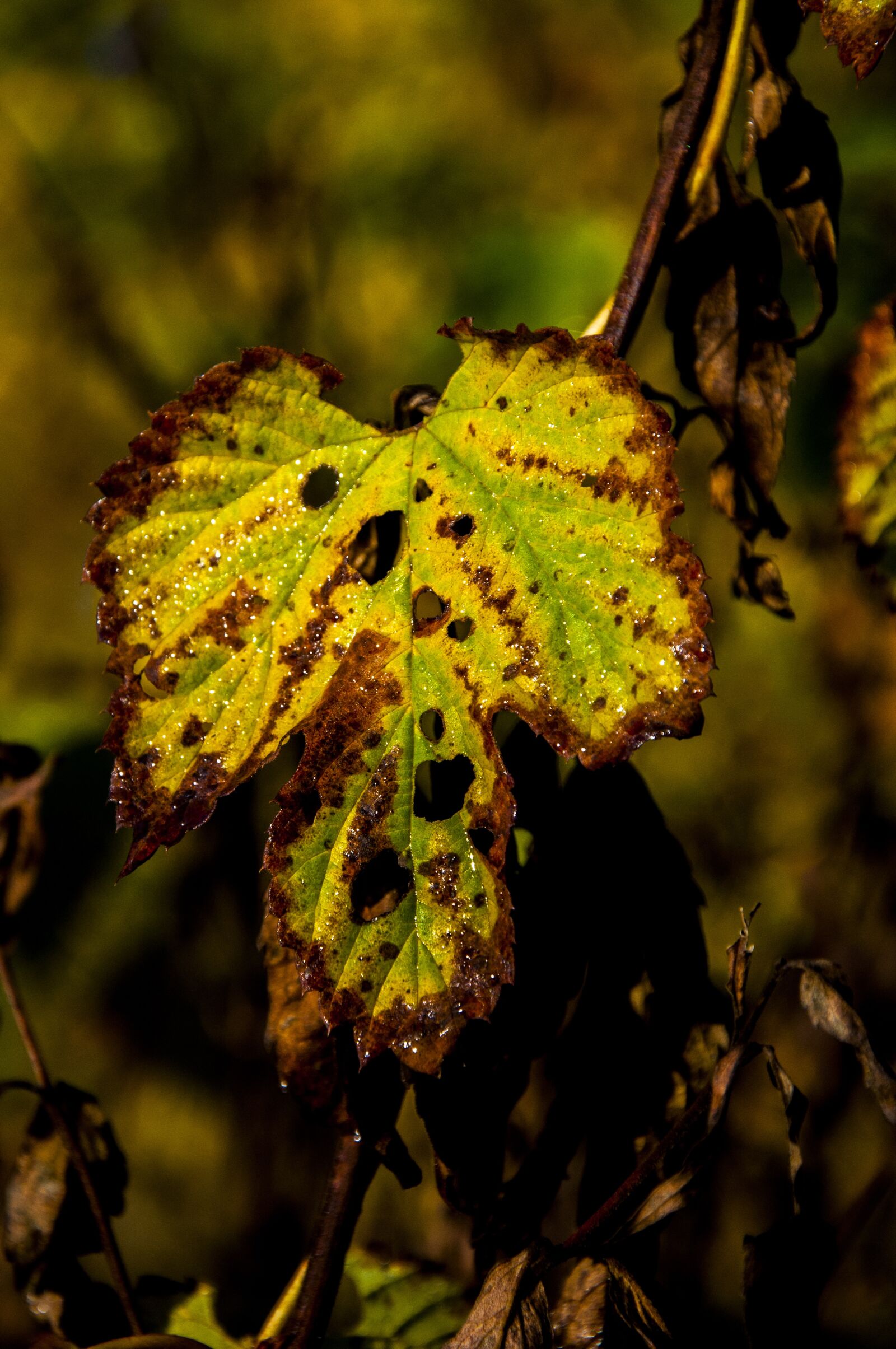 Nikon D90 sample photo. Nature, forest, castle olsztyn photography