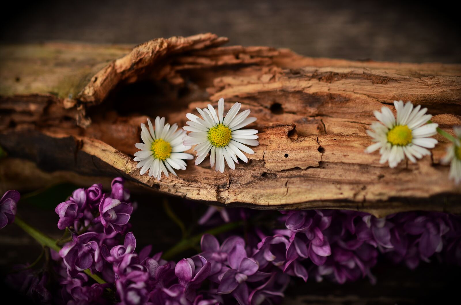 Nikon D5100 sample photo. Wood, old wood, weathered photography