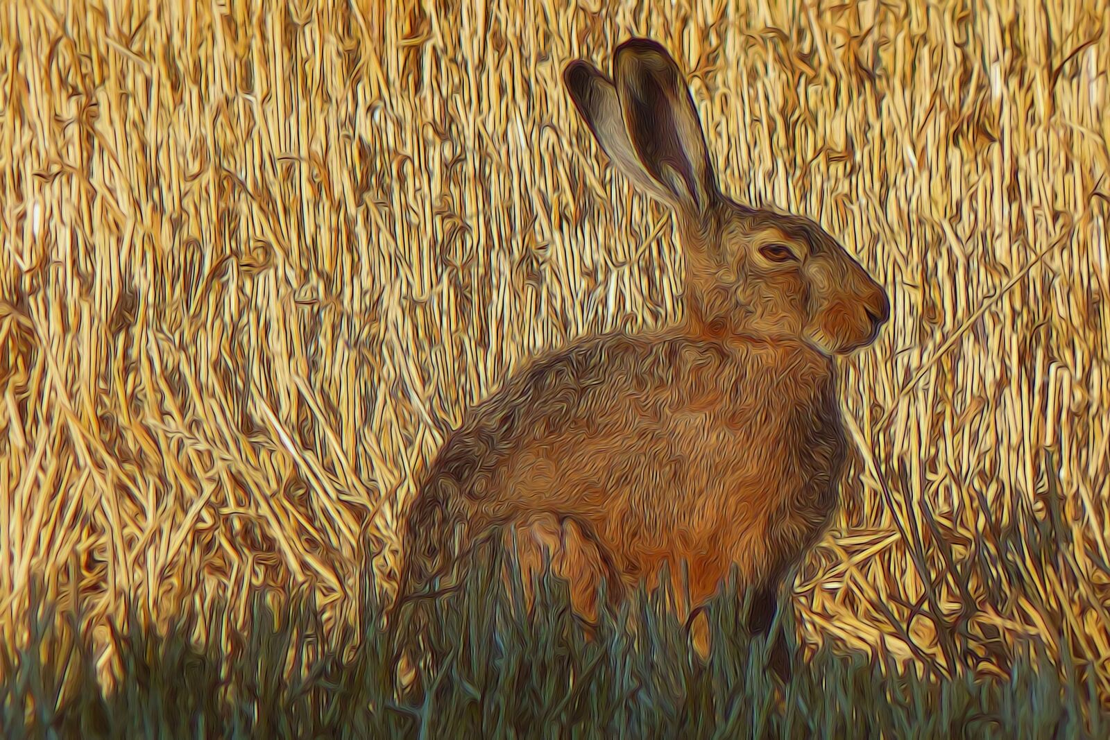 Panasonic DMC-FZ72 sample photo. Graphic, photo painting, hare photography