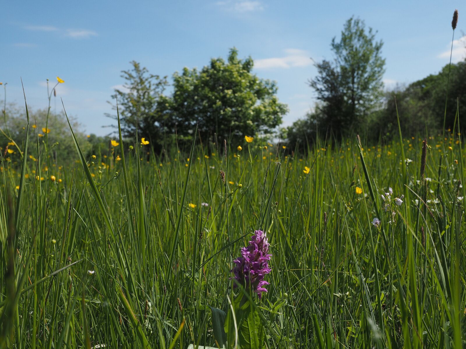 Olympus OM-D E-M1 sample photo. Wild flower meadow, wild photography