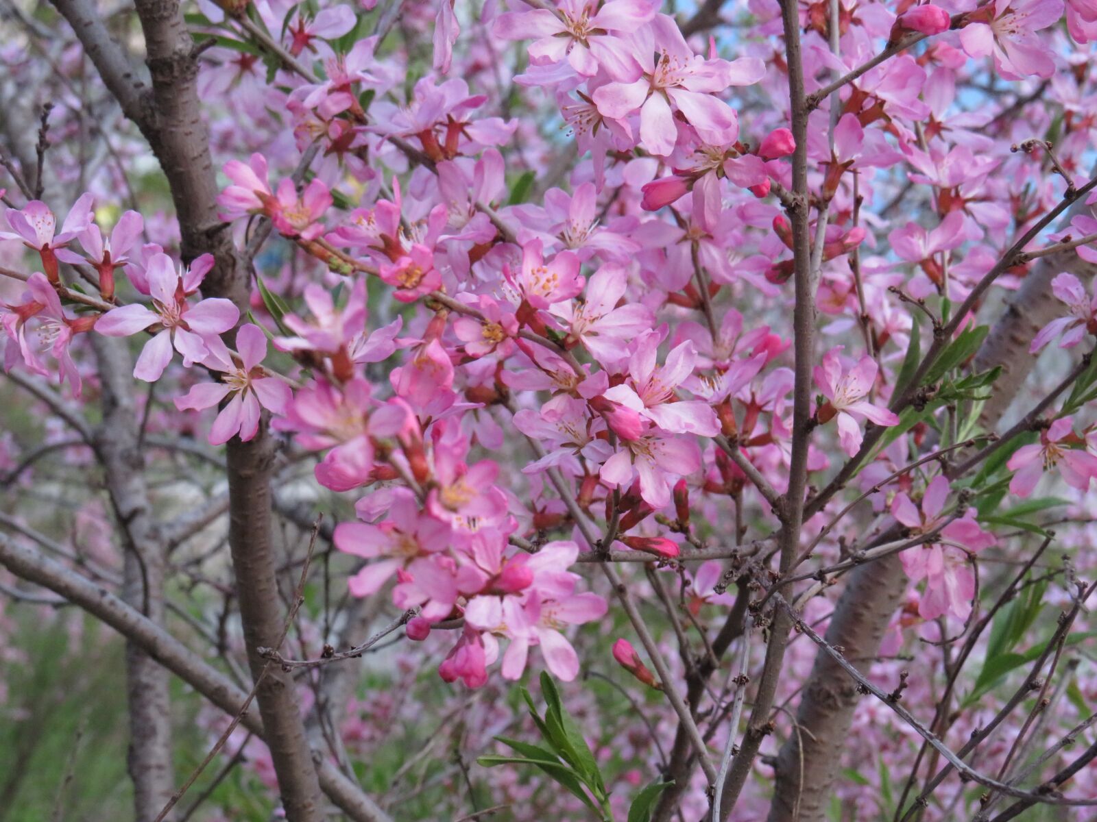 Canon PowerShot SX540 HS sample photo. весна, цветы, миндаль photography