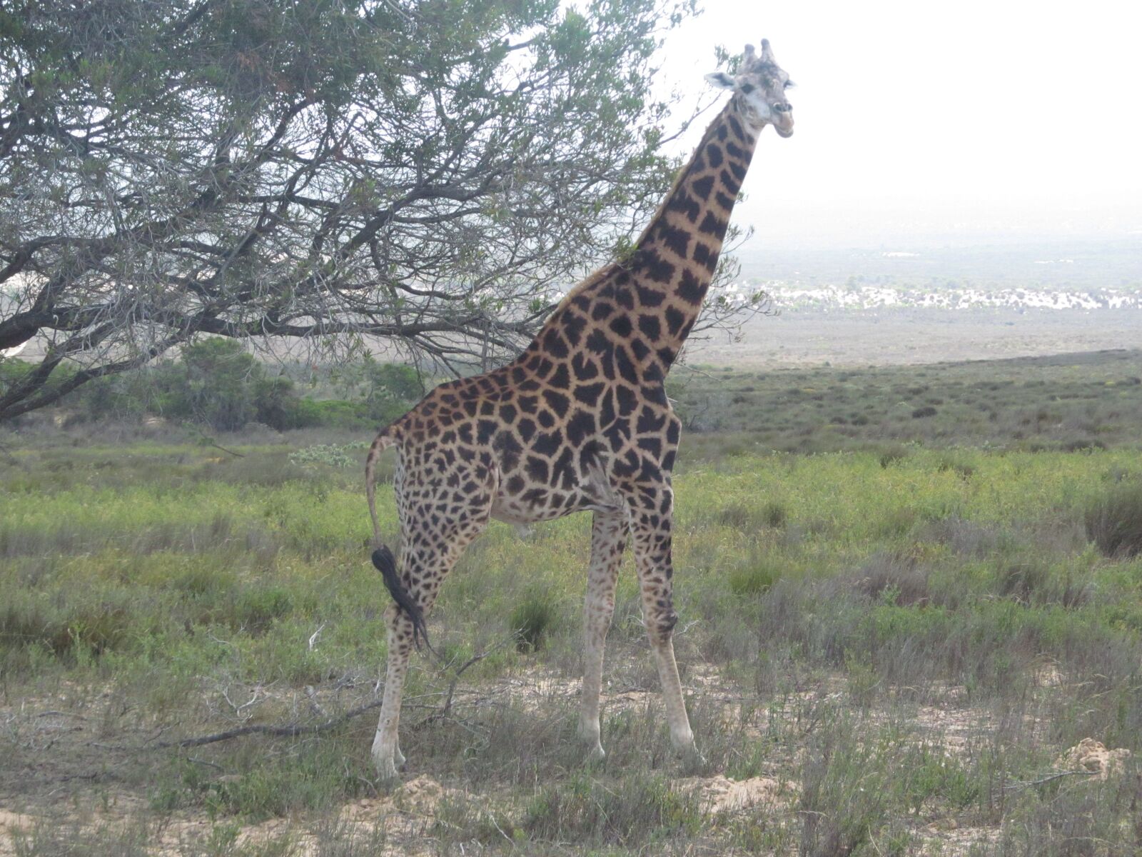 Canon PowerShot SX150 IS sample photo. Giraffe, wildlife, africa photography