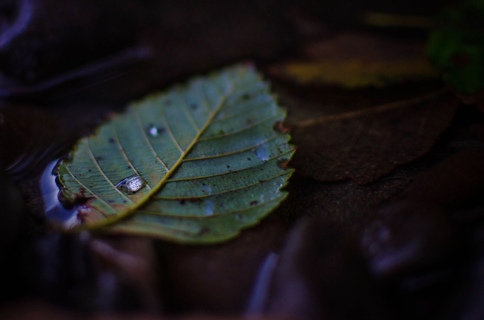 Nikon D7000 sample photo. Nature, leaf, droplet photography
