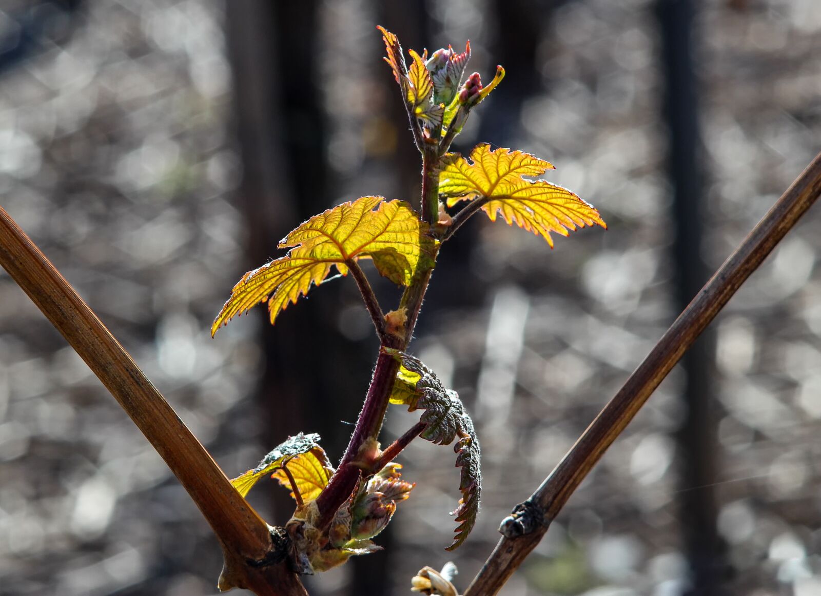 Canon EOS 60D sample photo. Nature, flora, tree photography