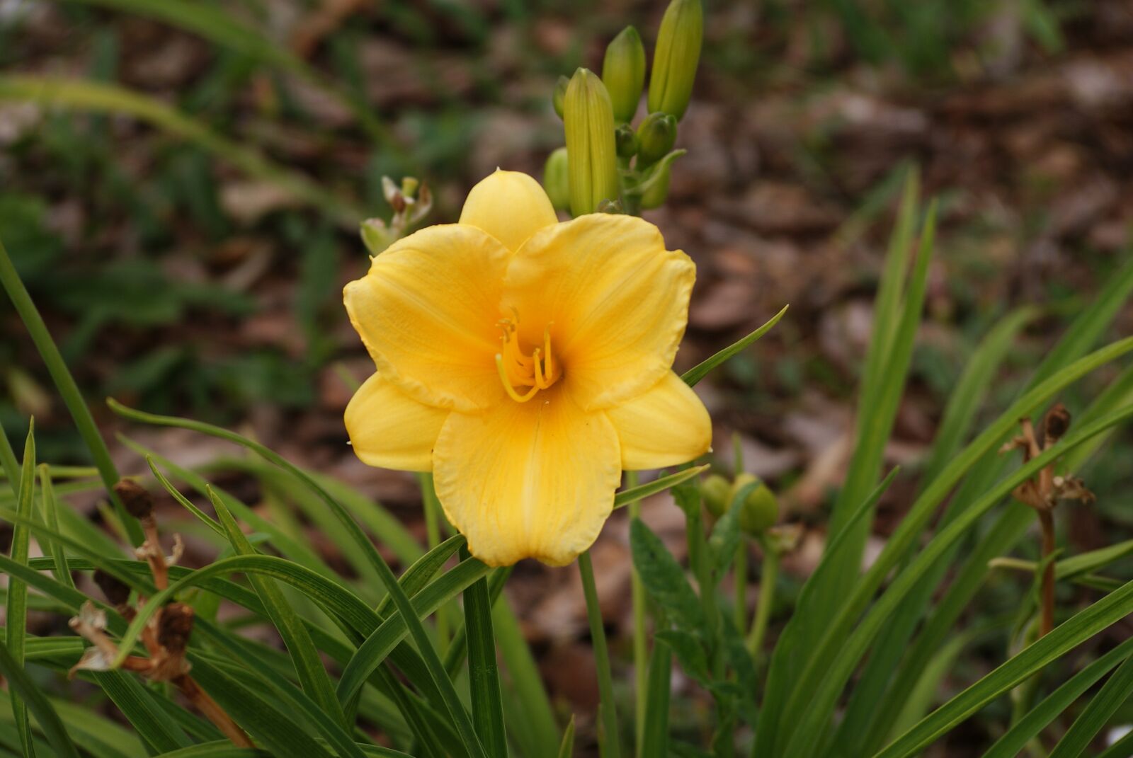 Sony Alpha DSLR-A200 sample photo. Flower, yellow, nature photography