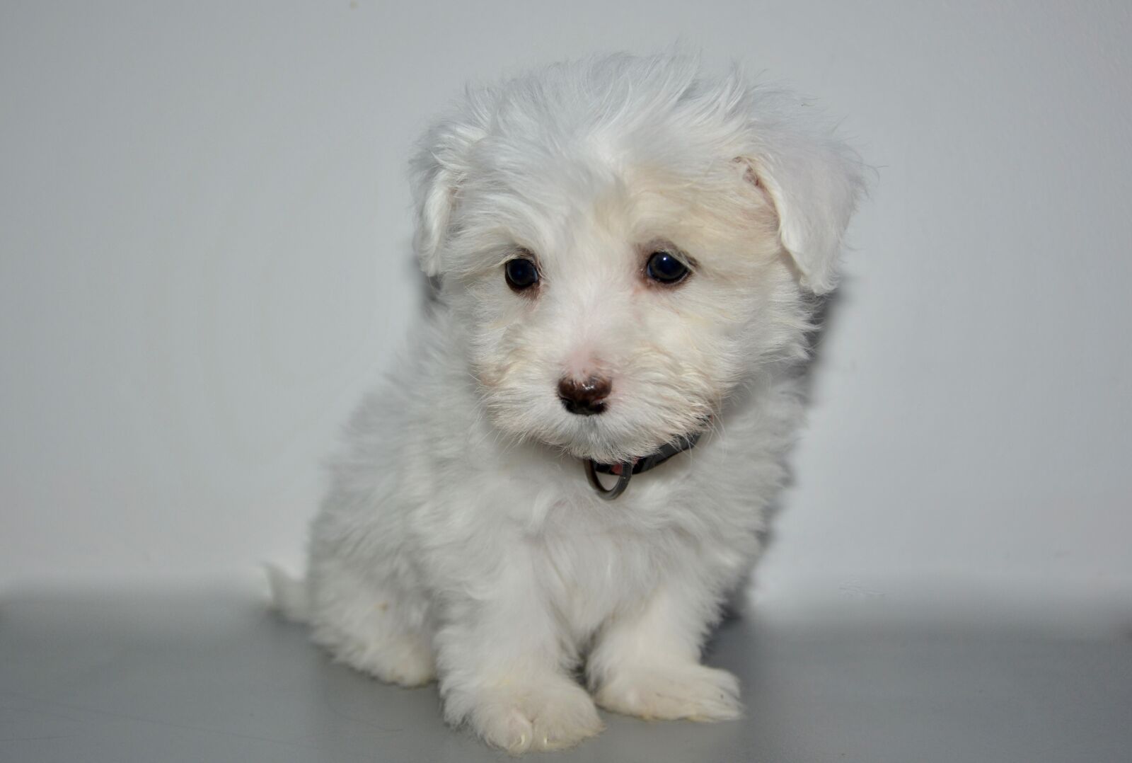 Nikon D5200 sample photo. Puppy, young dog coton photography