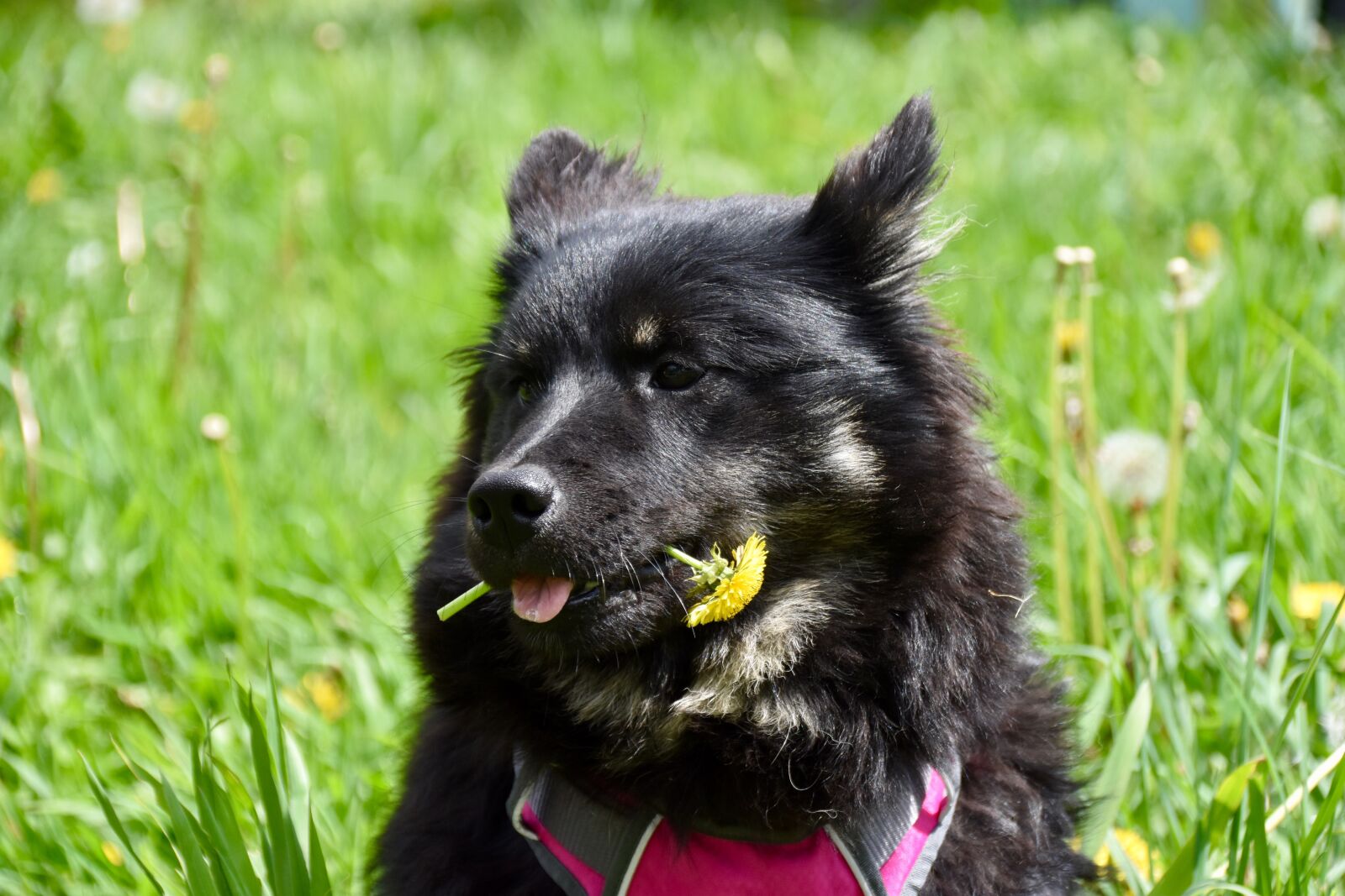 Nikon D5600 sample photo. Dog, pup, puppy photography