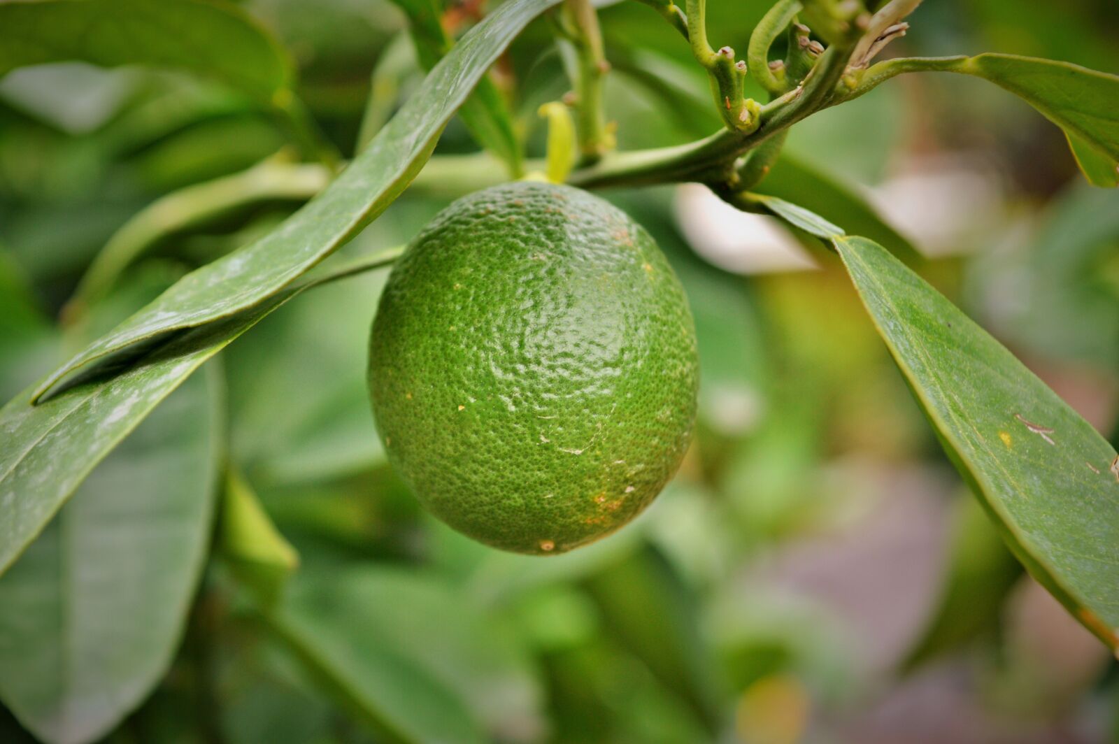 Nikon D3200 sample photo. Lemon, arancio, citrus sinensis photography