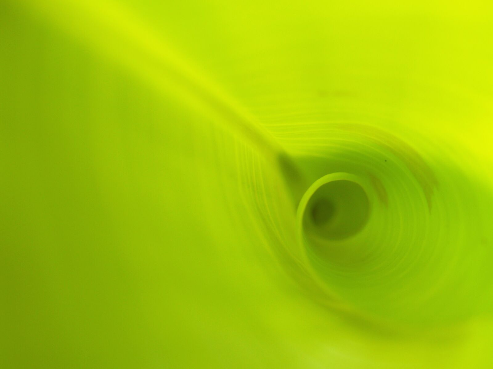Olympus E-300 (EVOLT E-300) sample photo. Background, banana, leaves, drop photography