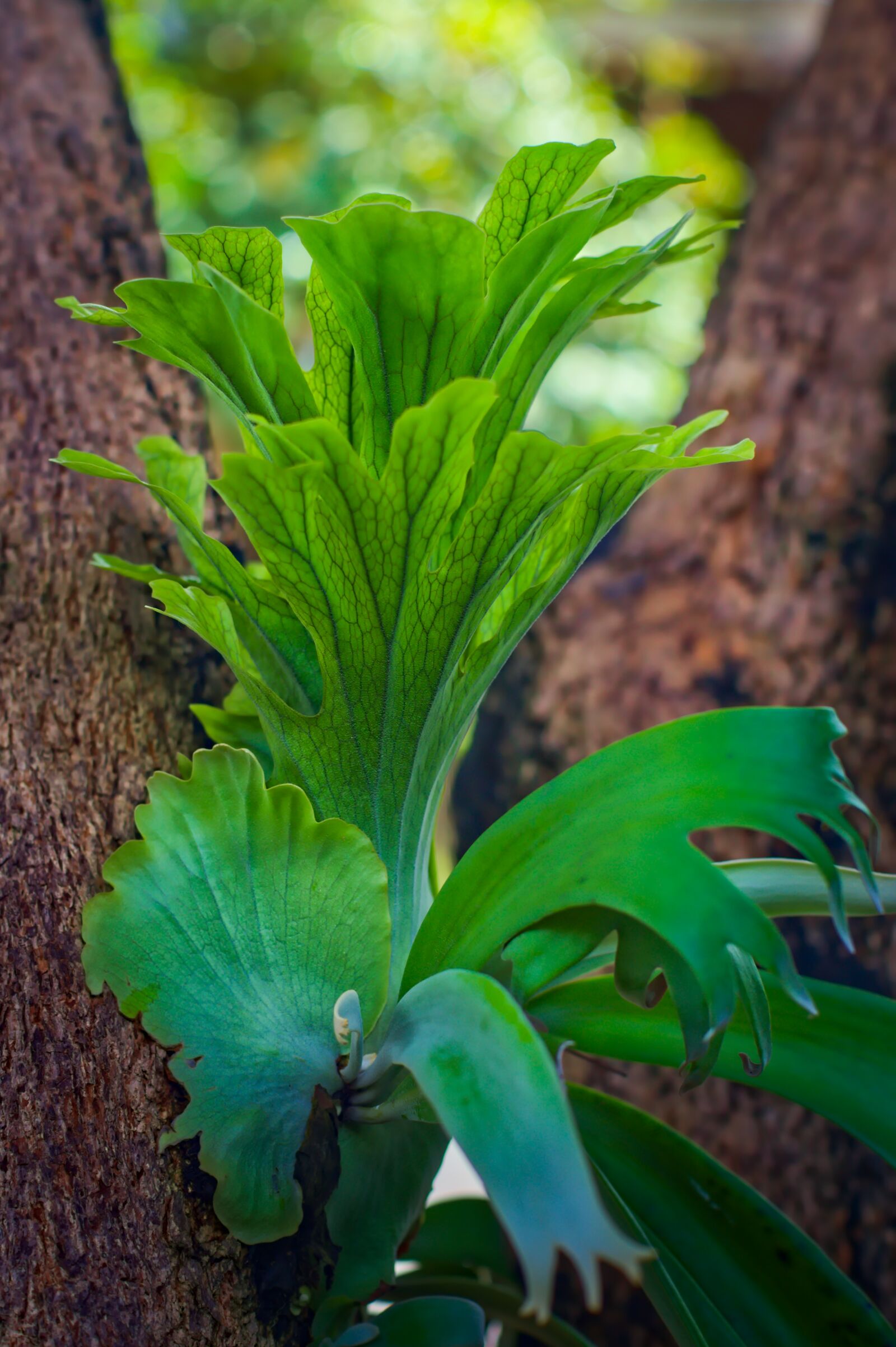 Nikon D500 sample photo. Platycerium, fern, epiphyte photography