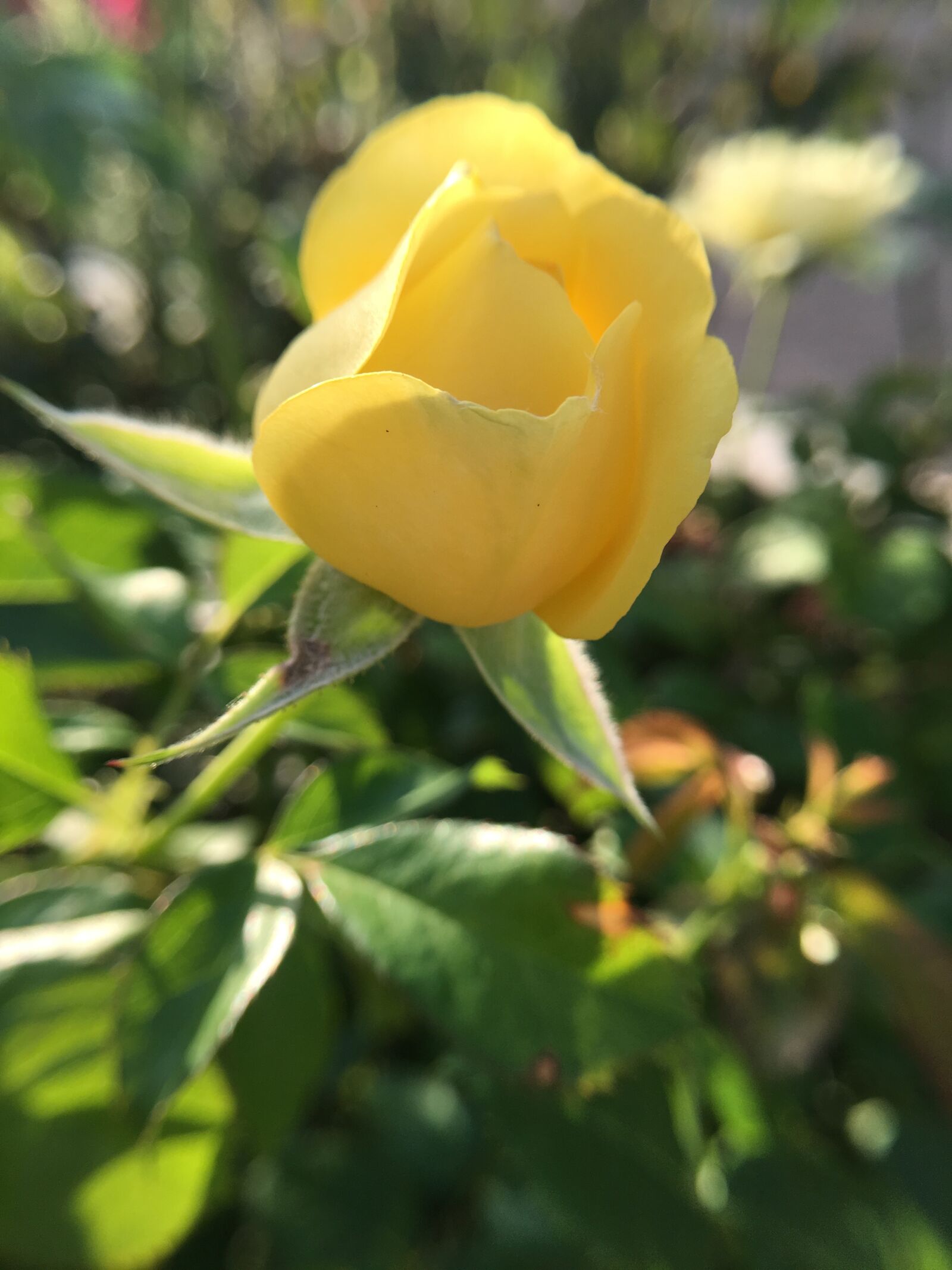 Apple iPhone 6s Plus sample photo. Yellow, rose, bud photography