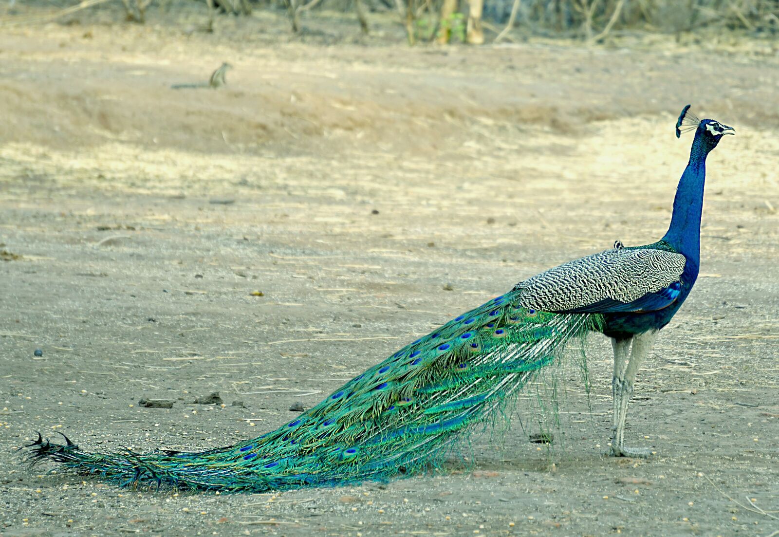 Sony a6000 sample photo. Peacock, birds, wildlife photography