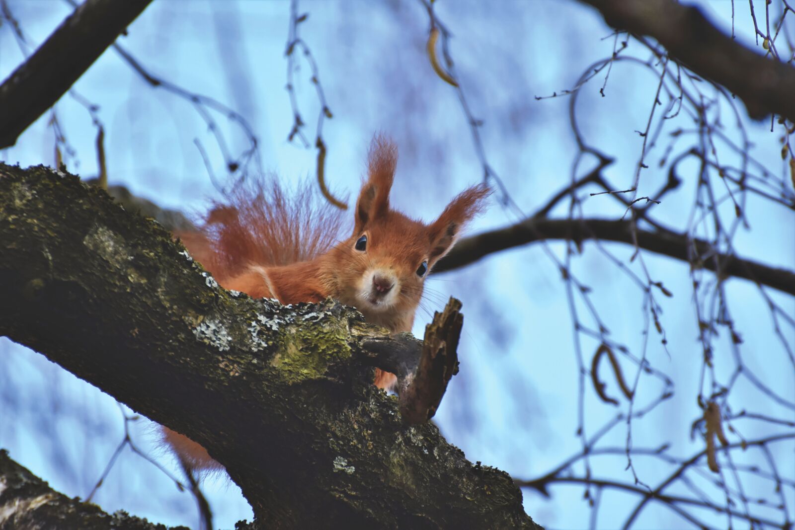 Nikon D7200 sample photo. Squirrel, verifiable kitten, rodent photography
