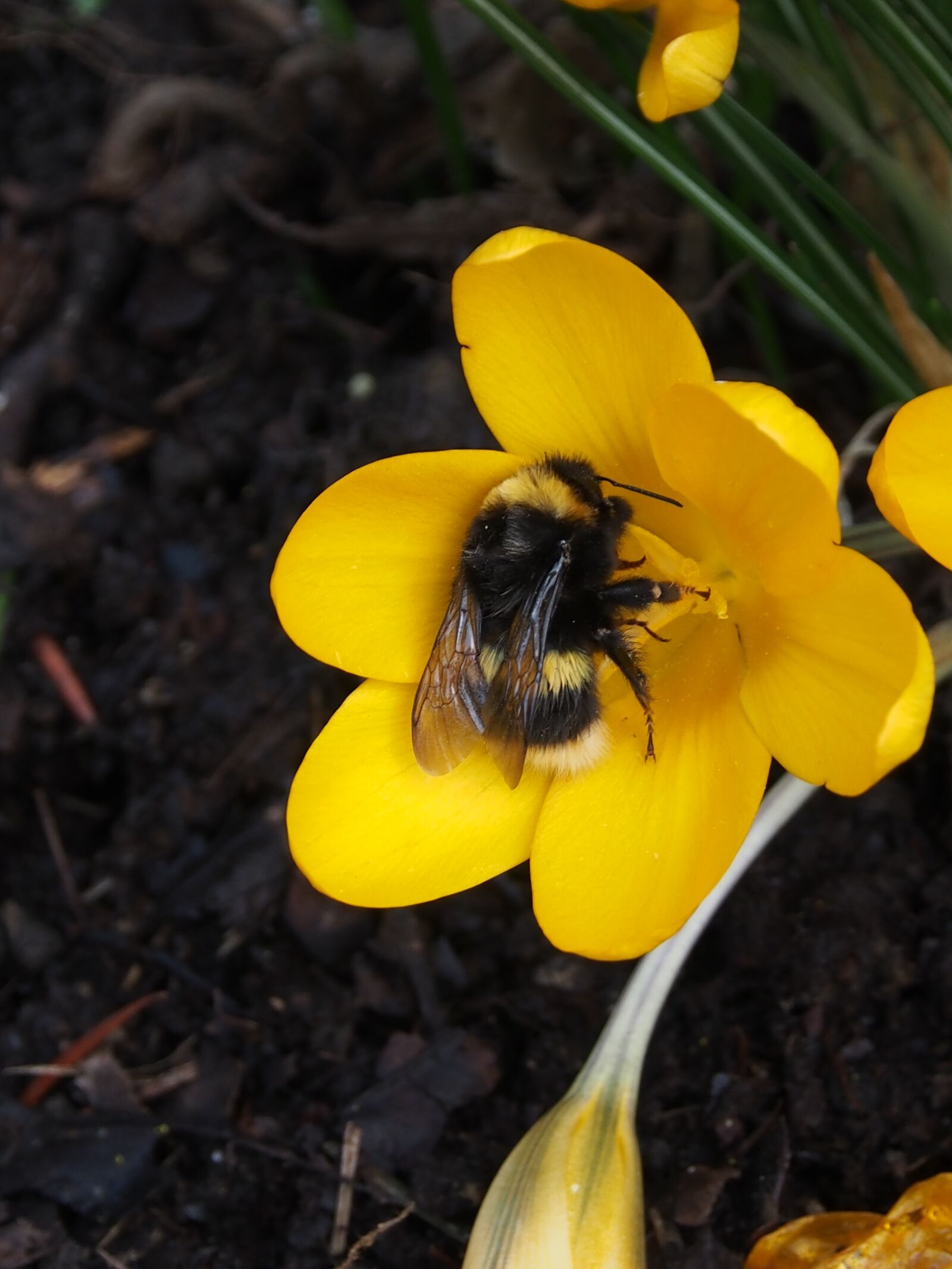Olympus OM-D E-M5 sample photo. Crocus, yellow, hummel photography