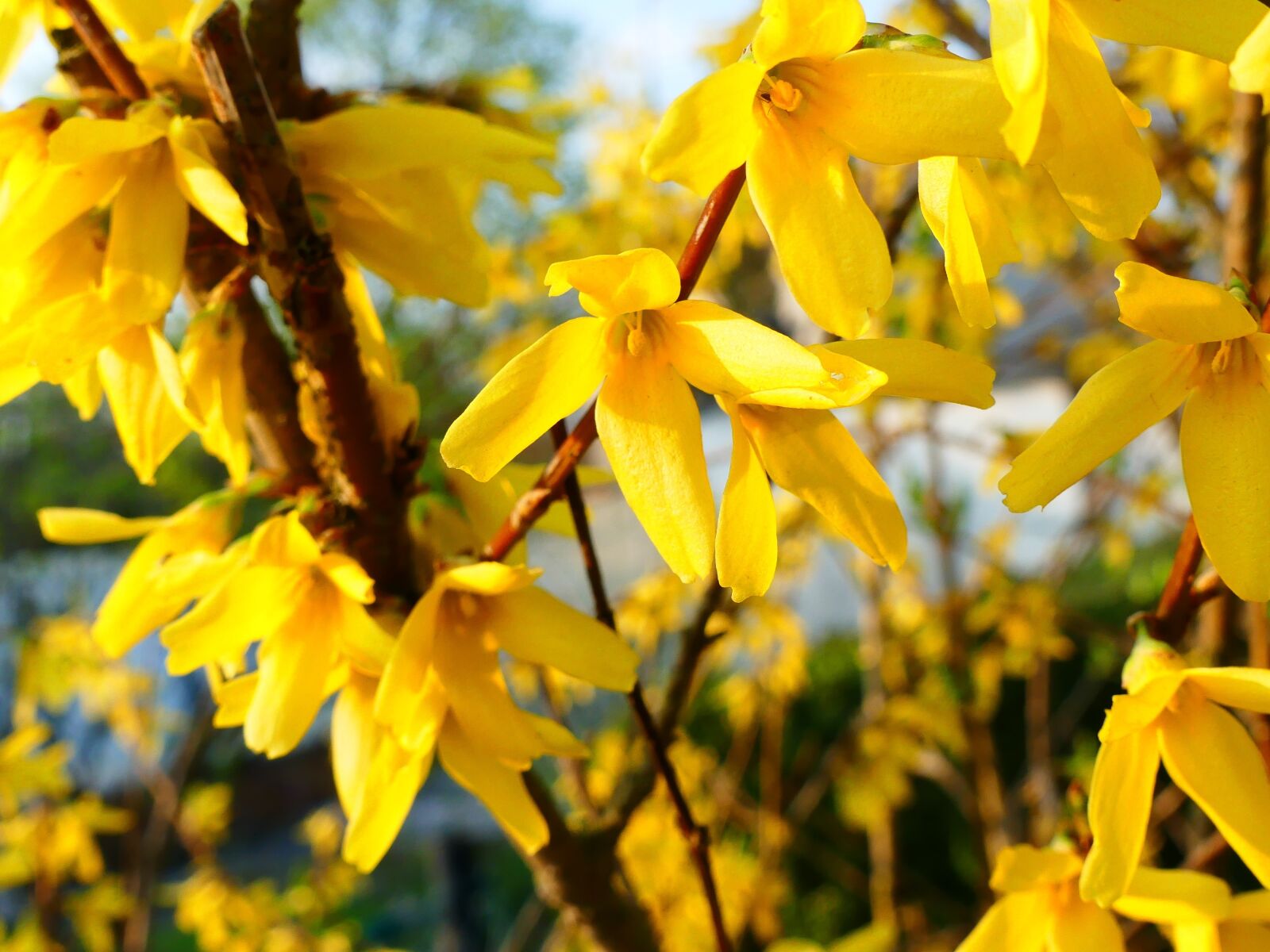 Panasonic Lumix DMC-FZ300 sample photo. Forsythia, spring, yellow photography