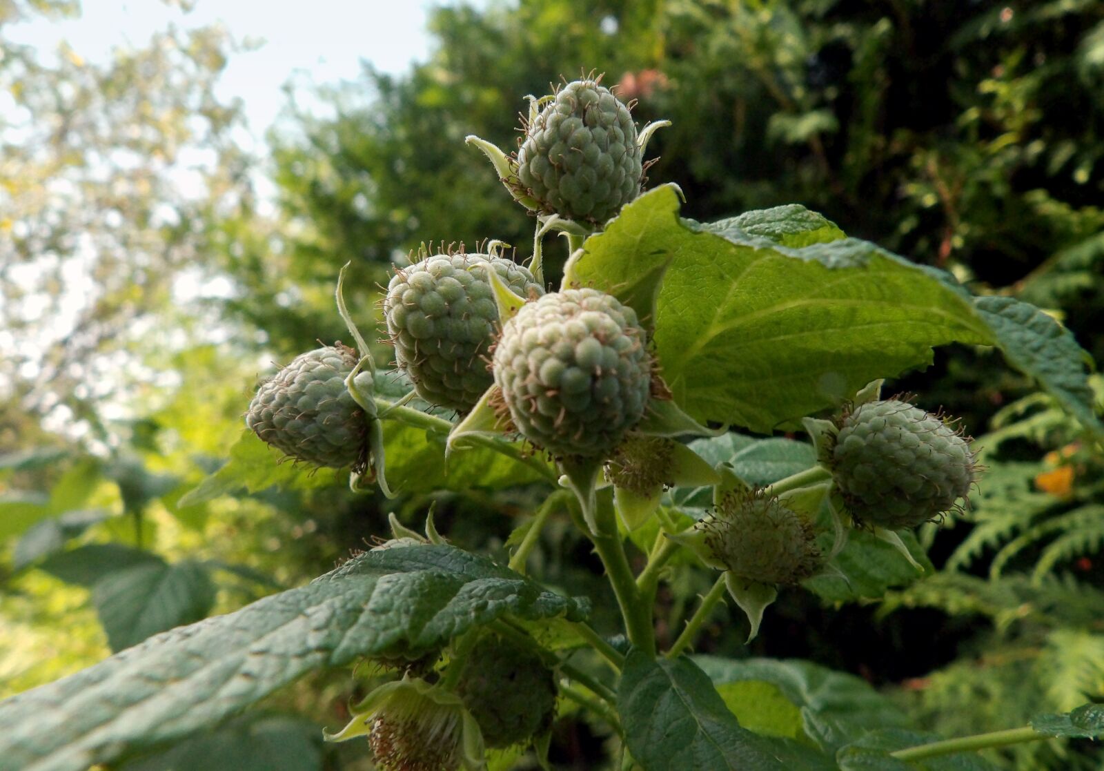 Ricoh PENTAX XG-1 sample photo. Green raspberries, šumava, august photography