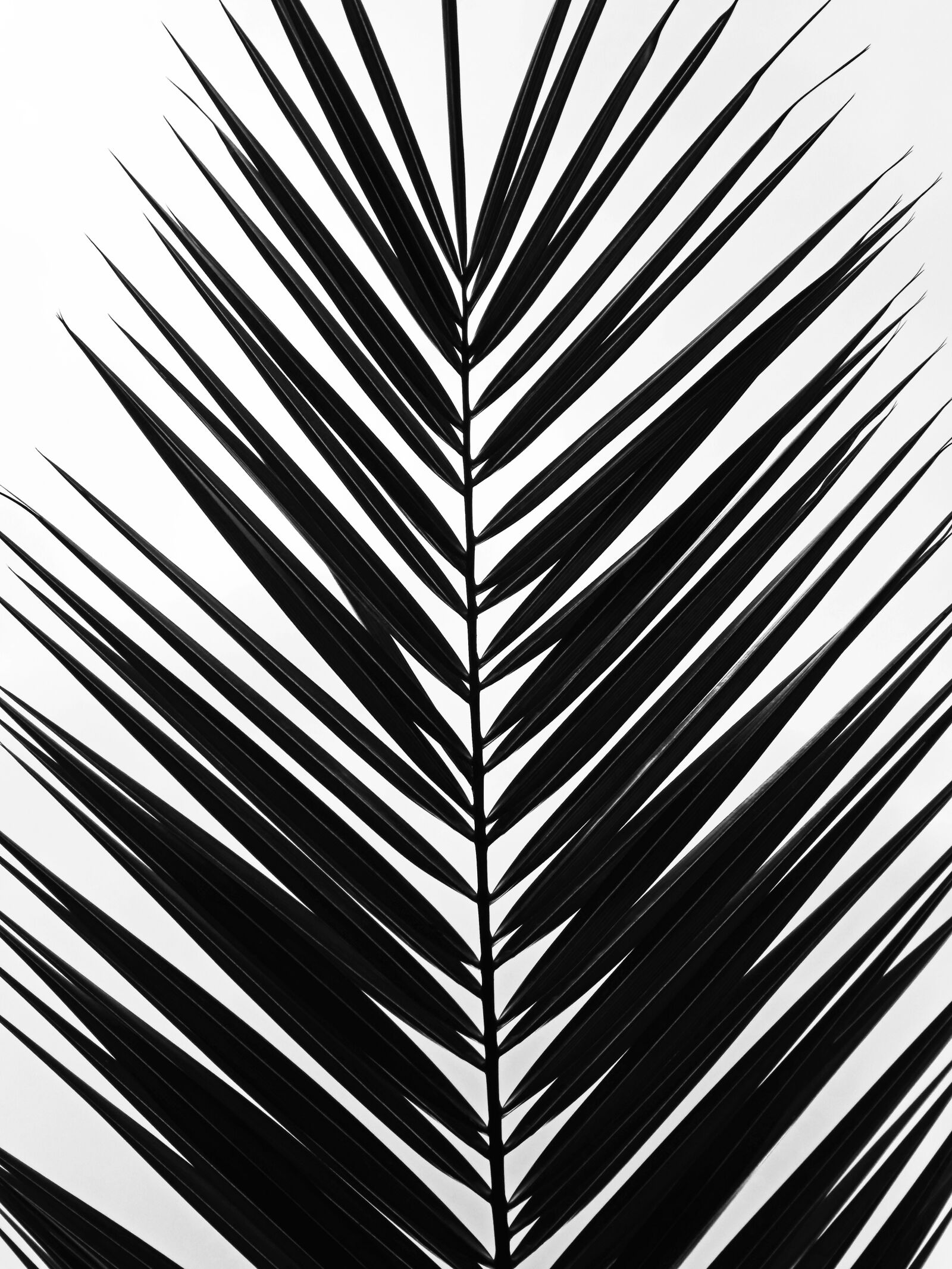 Panasonic DMC-TZ81 sample photo. Palm, leaf, tropical photography