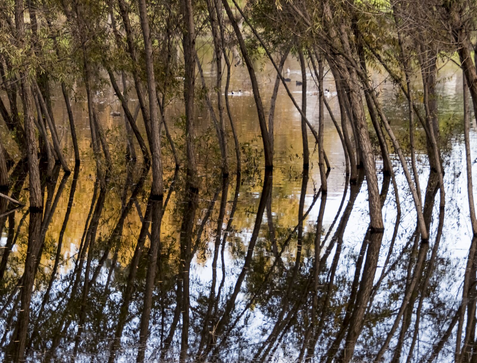 Nikon D500 sample photo. Reflection, trees, water photography