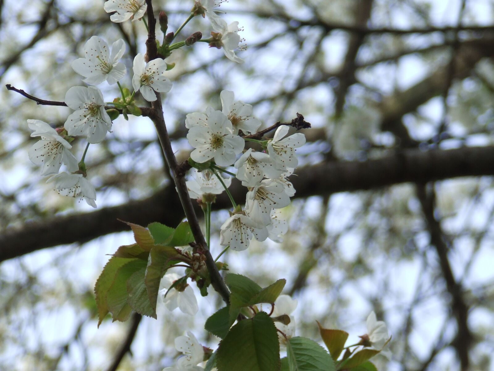 Fujifilm FinePix S5600 sample photo. White, cherry, tree photography