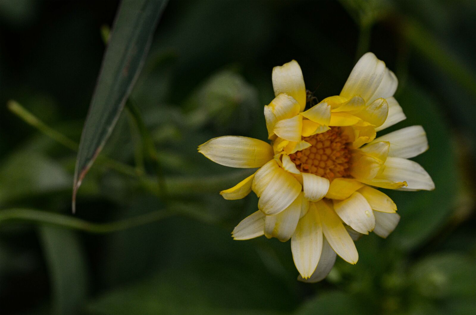 Nikon D7000 sample photo. Flower, field bloom, nature photography