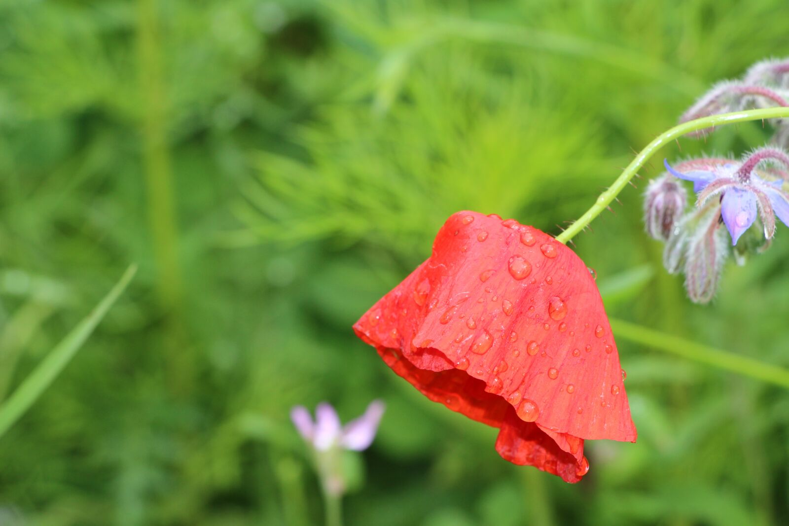 Canon EF-S 18-135mm F3.5-5.6 IS STM sample photo. Poppy, klatschmohn, flower photography